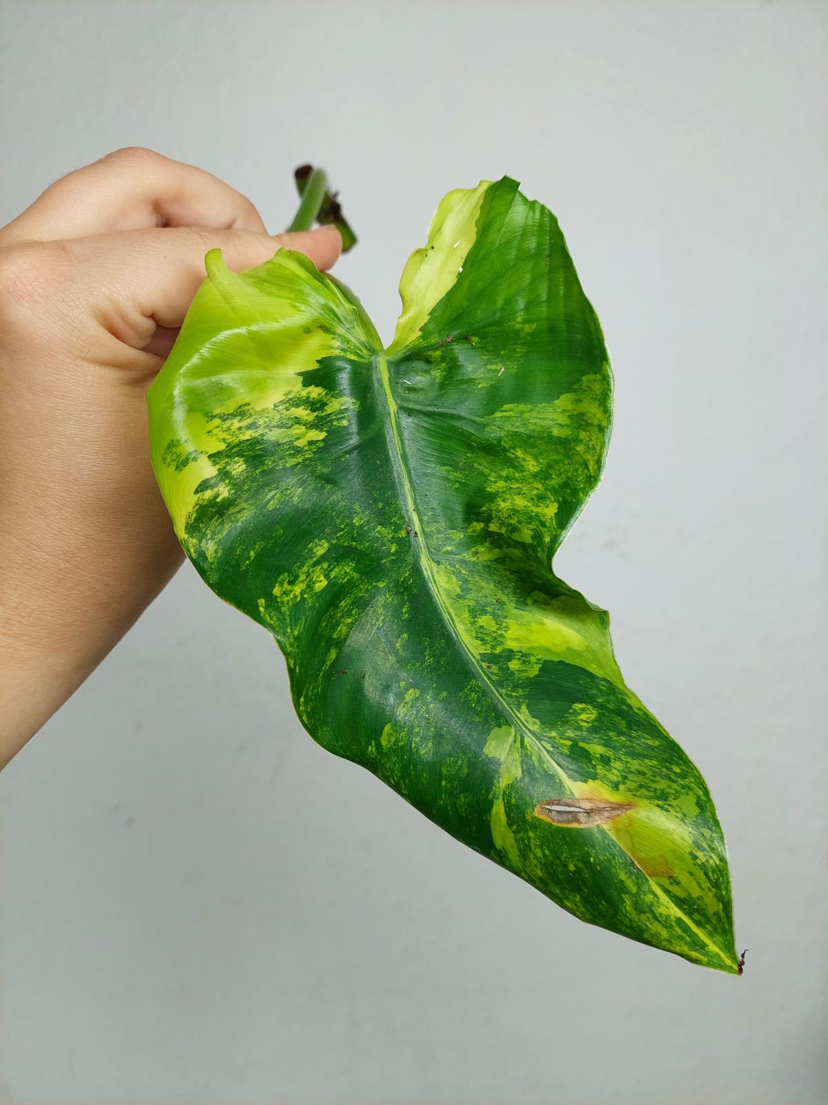Philodendron Domesticum Variegata Steckling