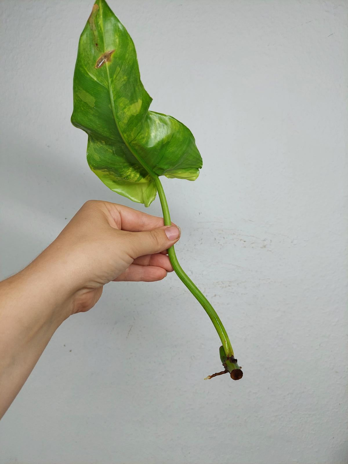 Philodendron Domesticum Variegata Steckling