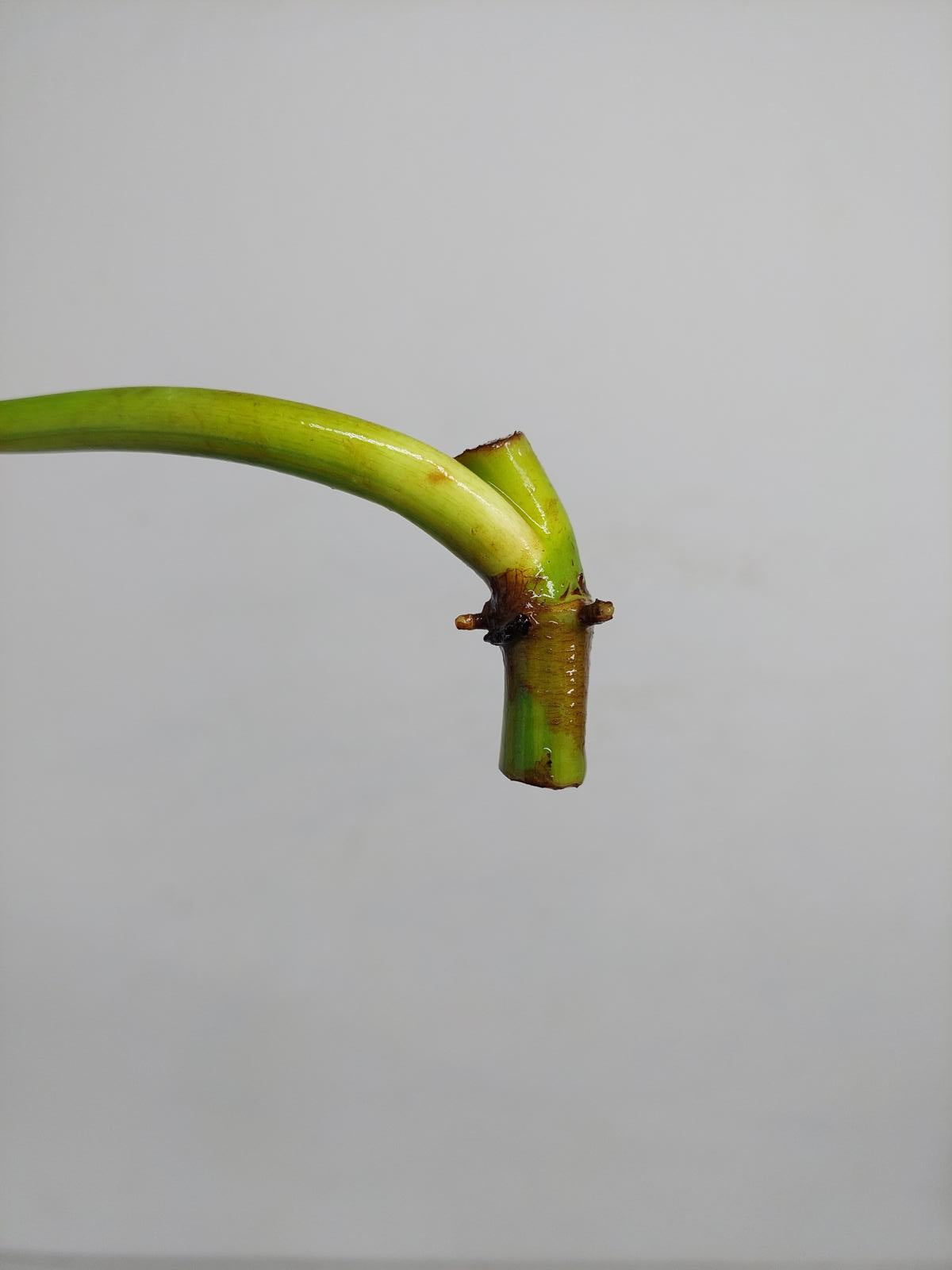 Philodendron Domesticum Variegata Steckling