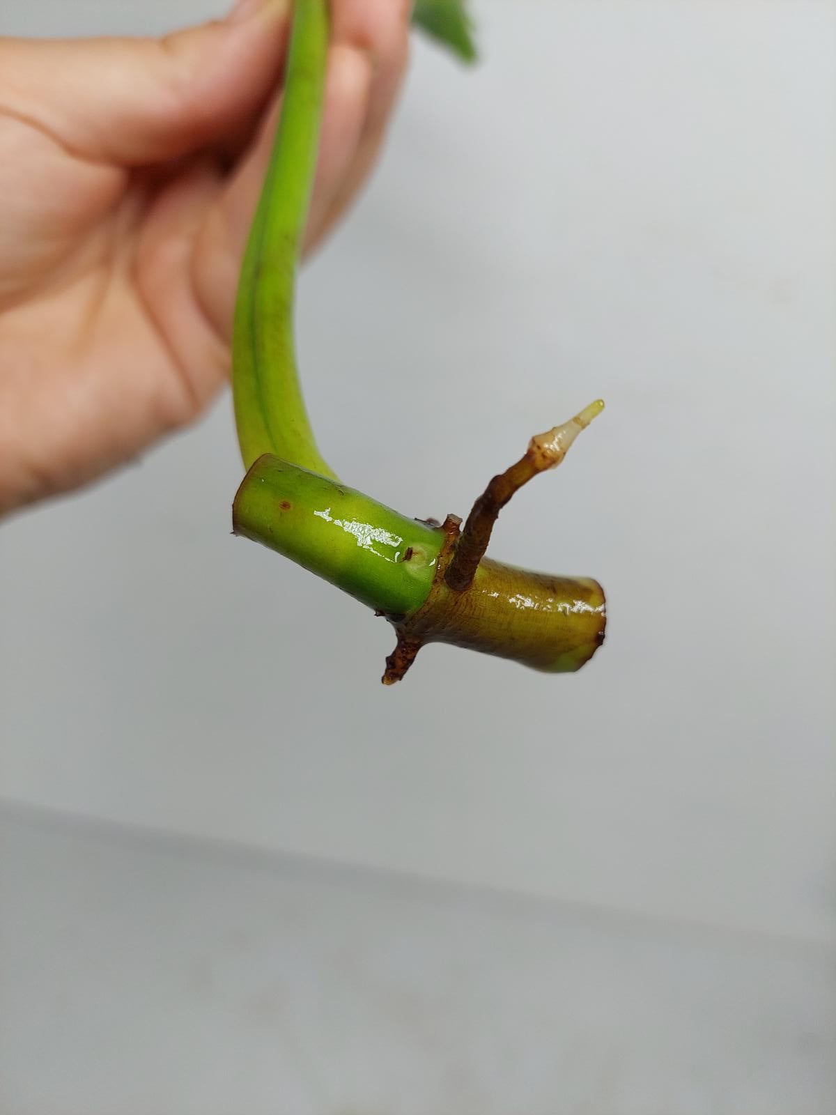 Philodendron Domesticum Variegata Steckling