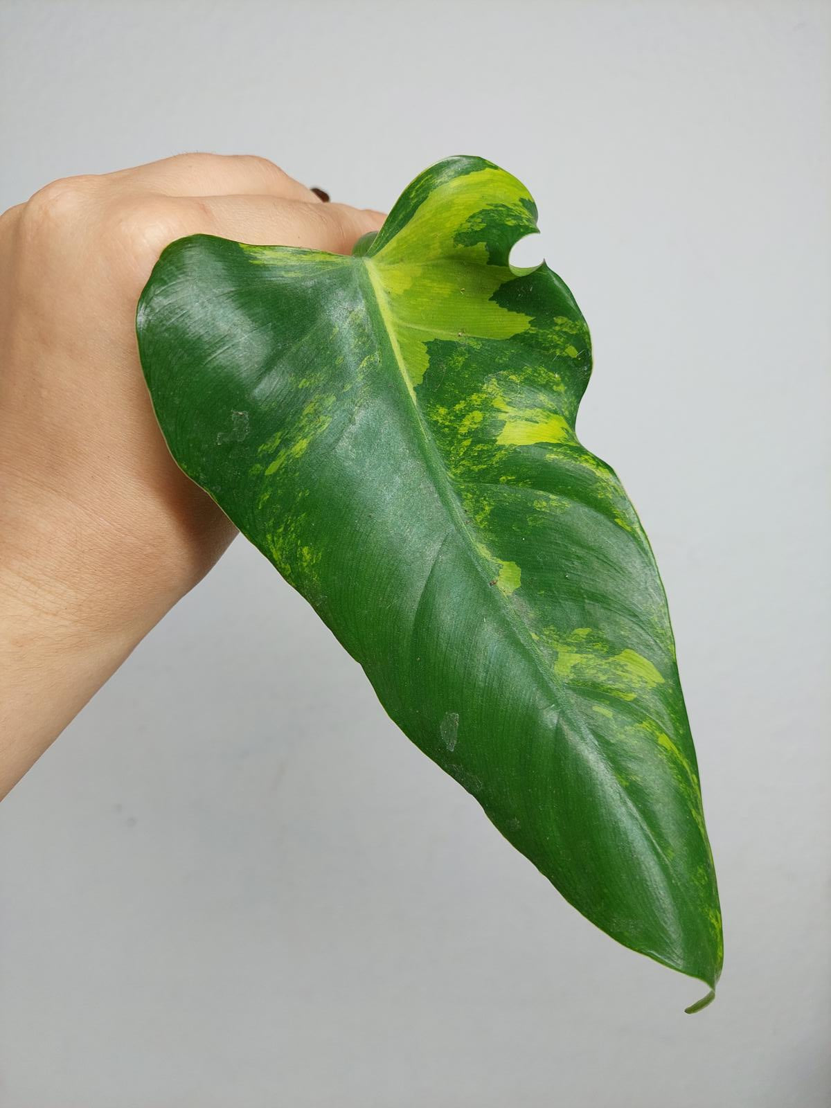 Philodendron Domesticum Variegata Steckling