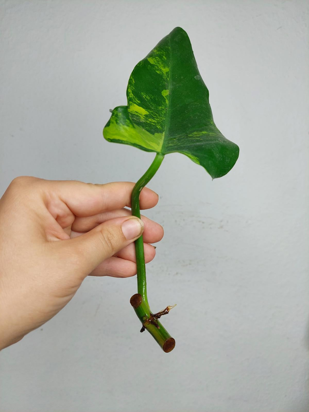 Philodendron Domesticum Variegata Steckling