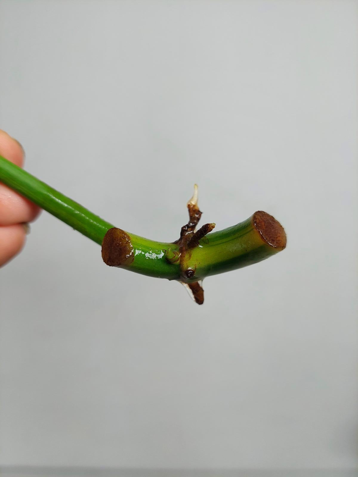 Philodendron Domesticum Variegata Steckling