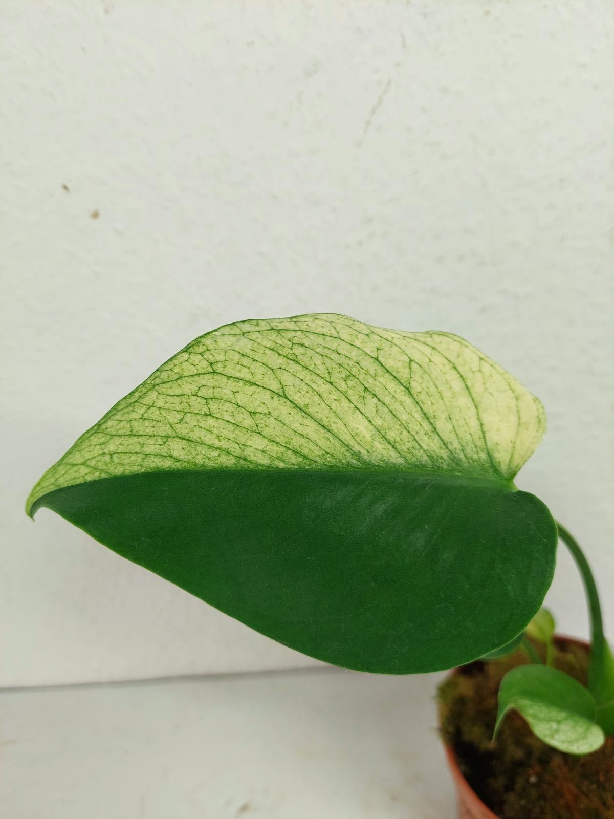 Monstera Jungle Mint