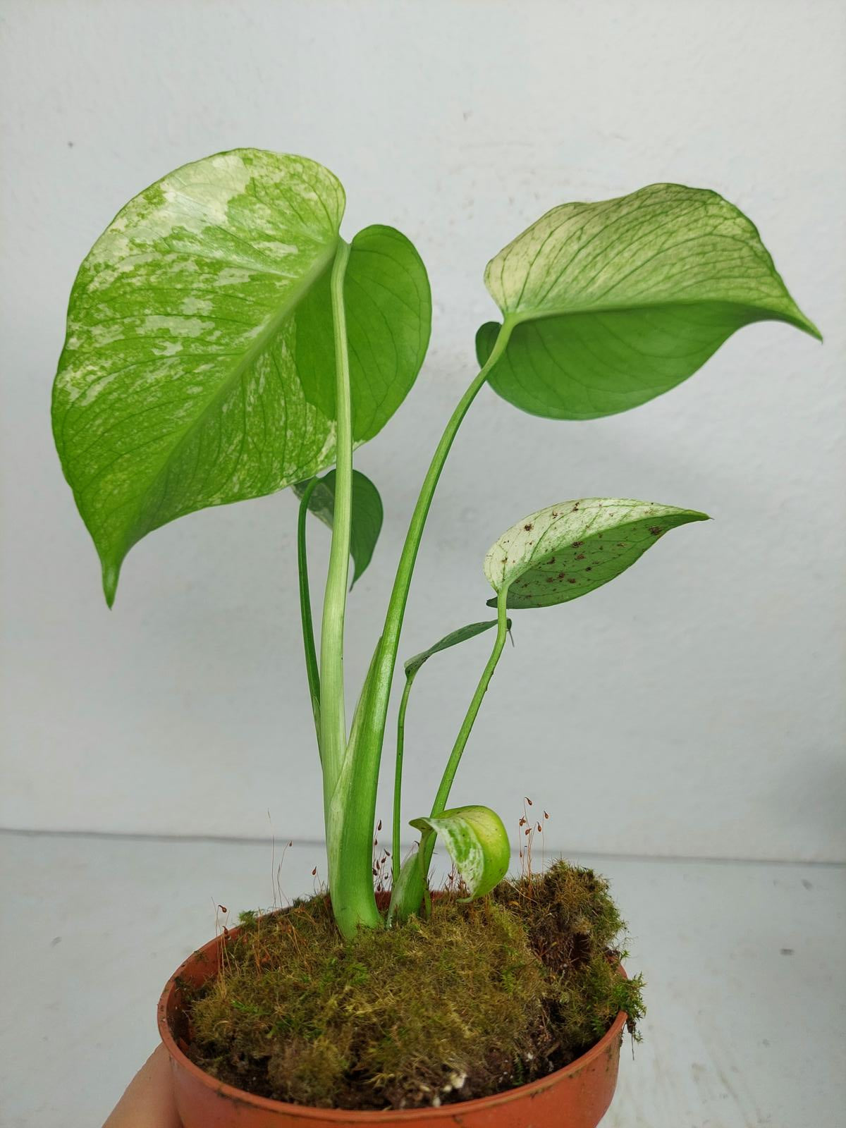 Monstera Jungle Mint