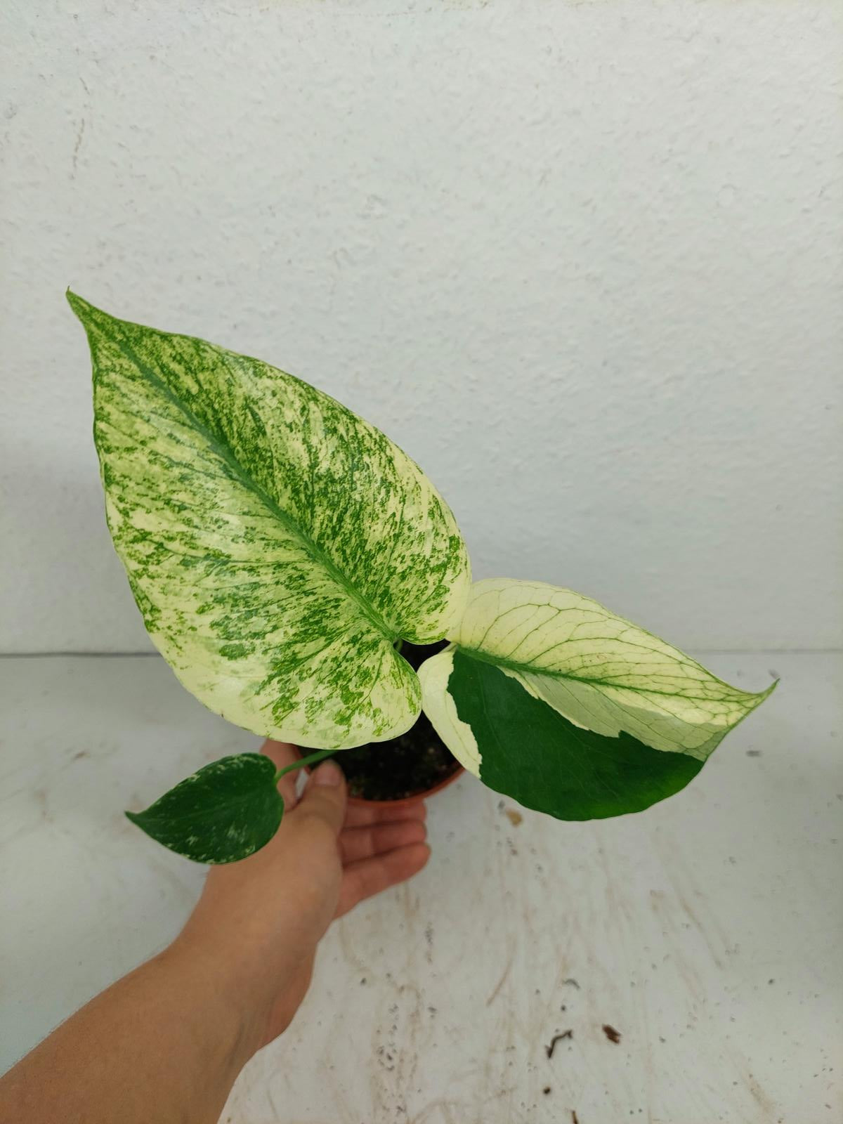 Monstera Jungle Mint