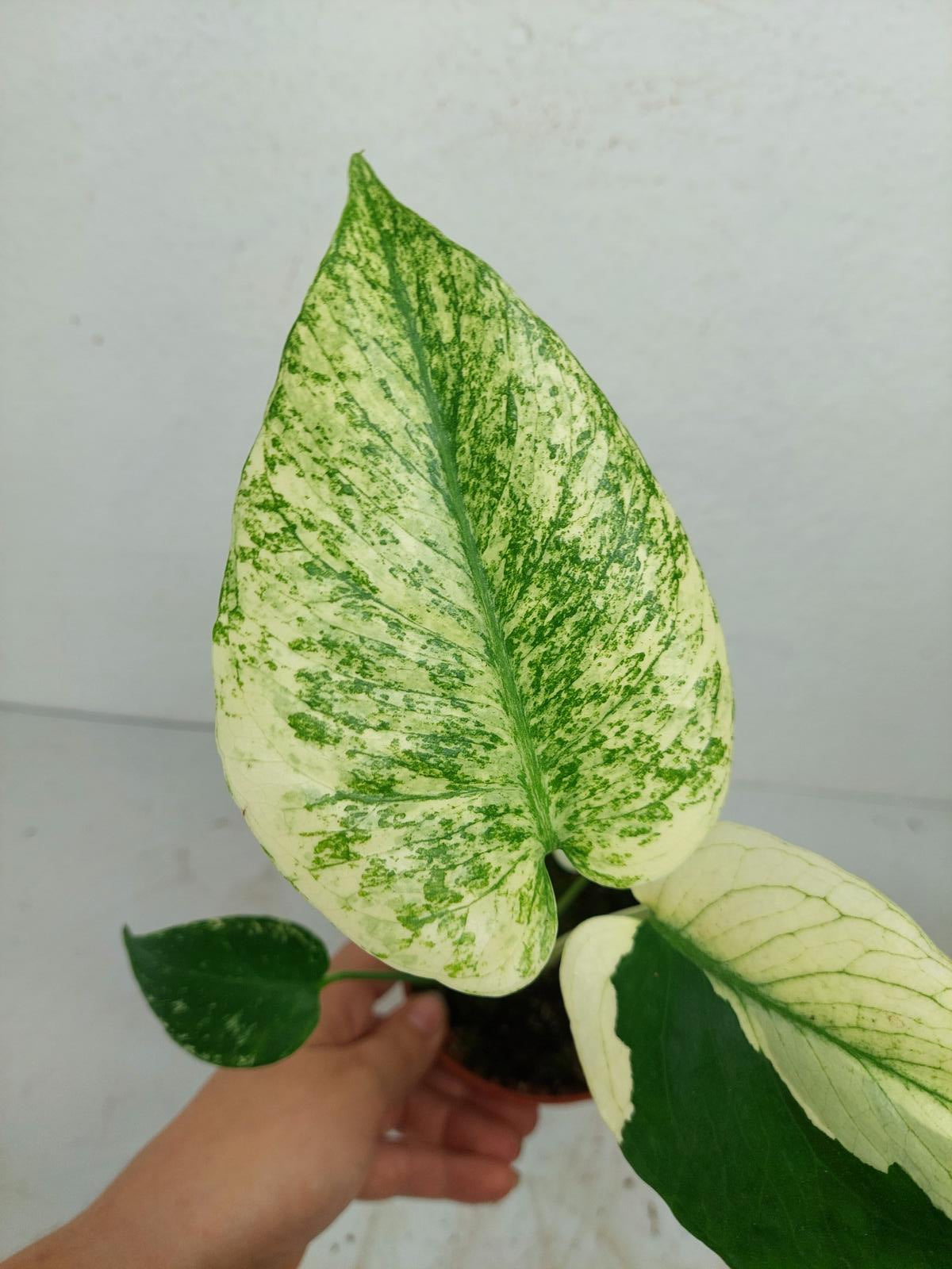 Monstera Jungle Mint