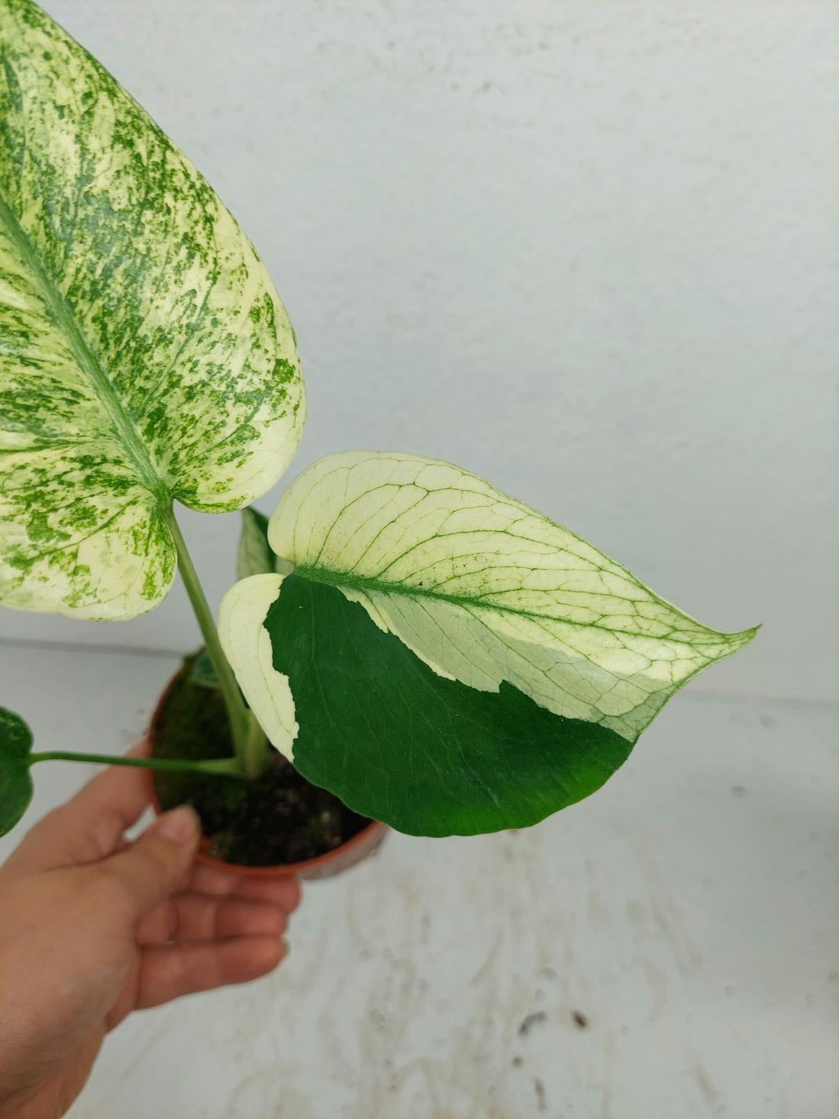 Monstera Jungle Mint