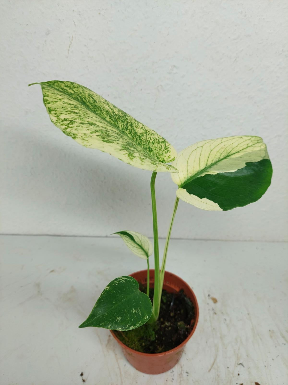 Monstera Jungle Mint