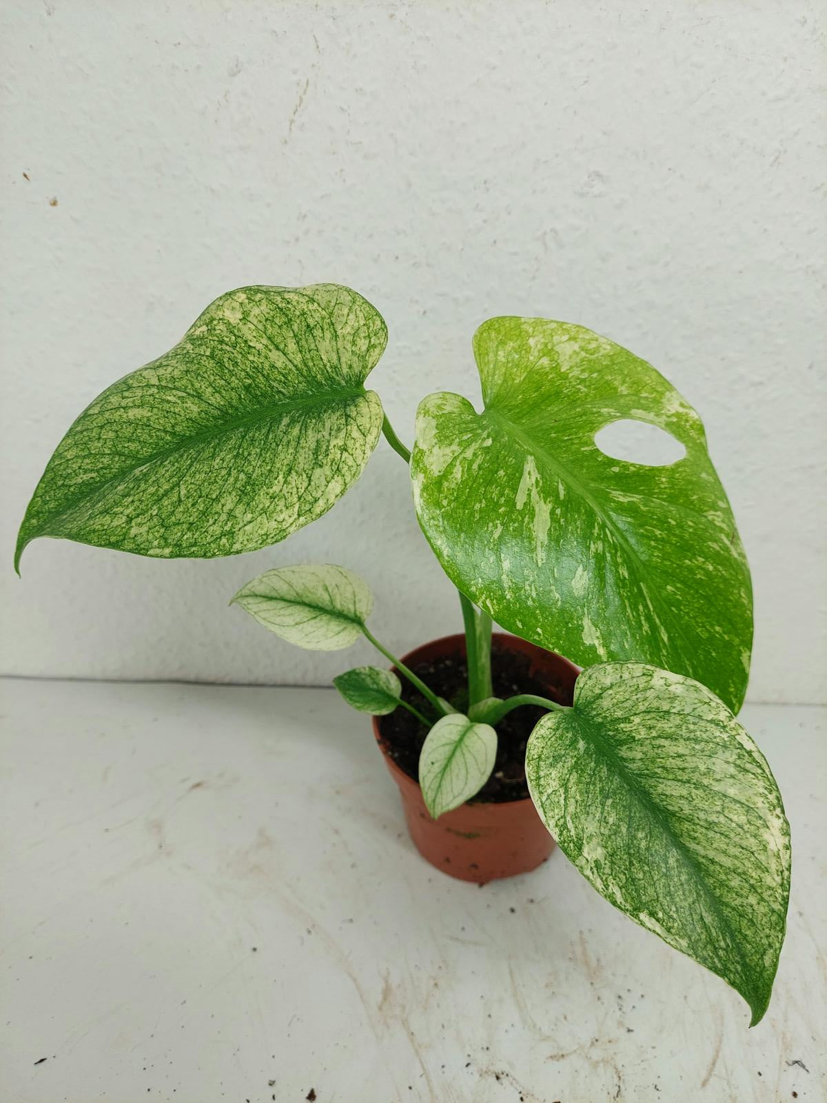 Monstera Mint