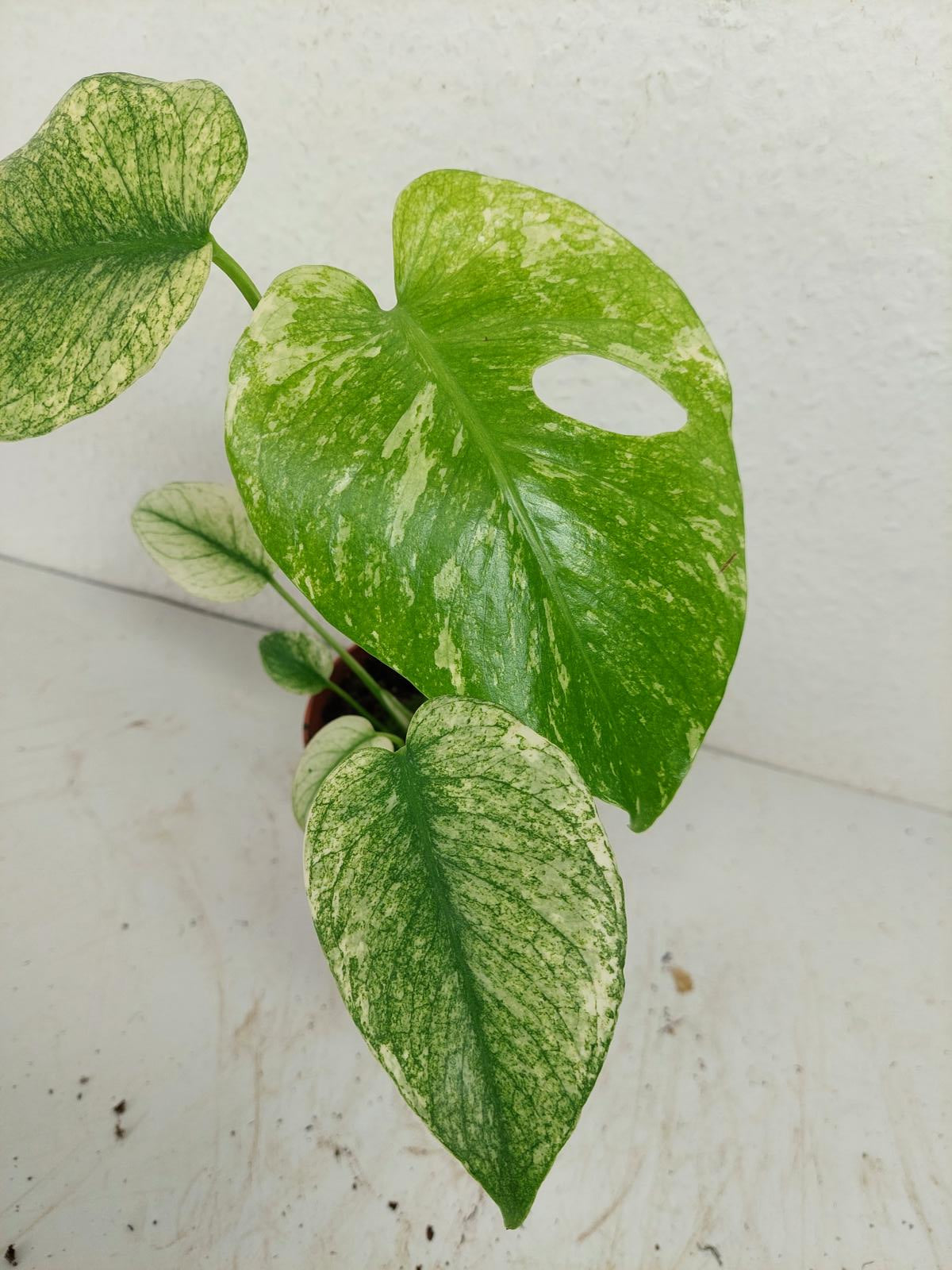 Monstera Mint