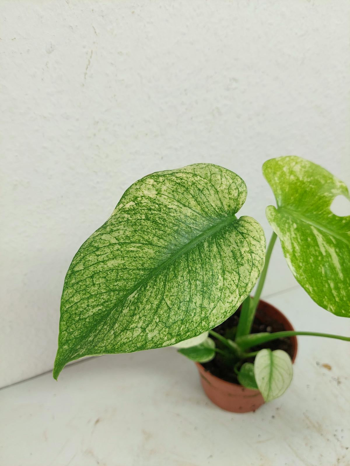 Monstera Mint