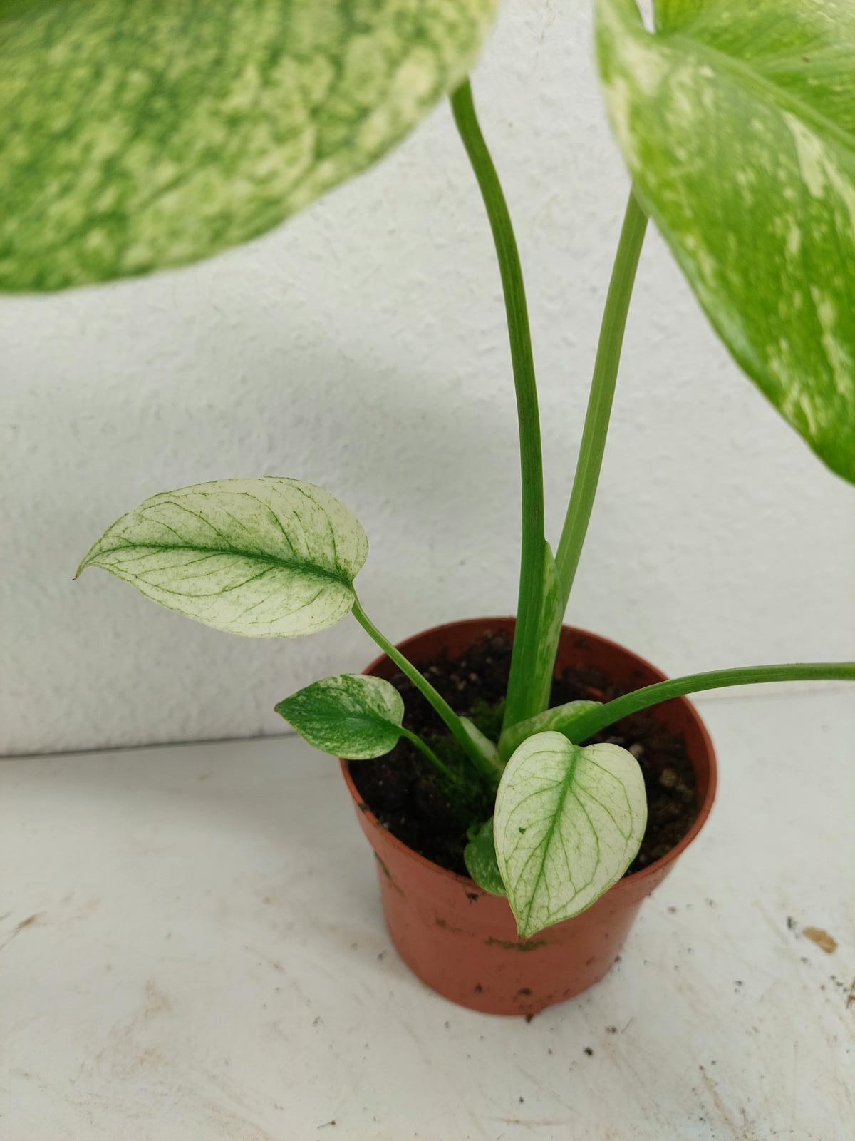 Monstera Mint