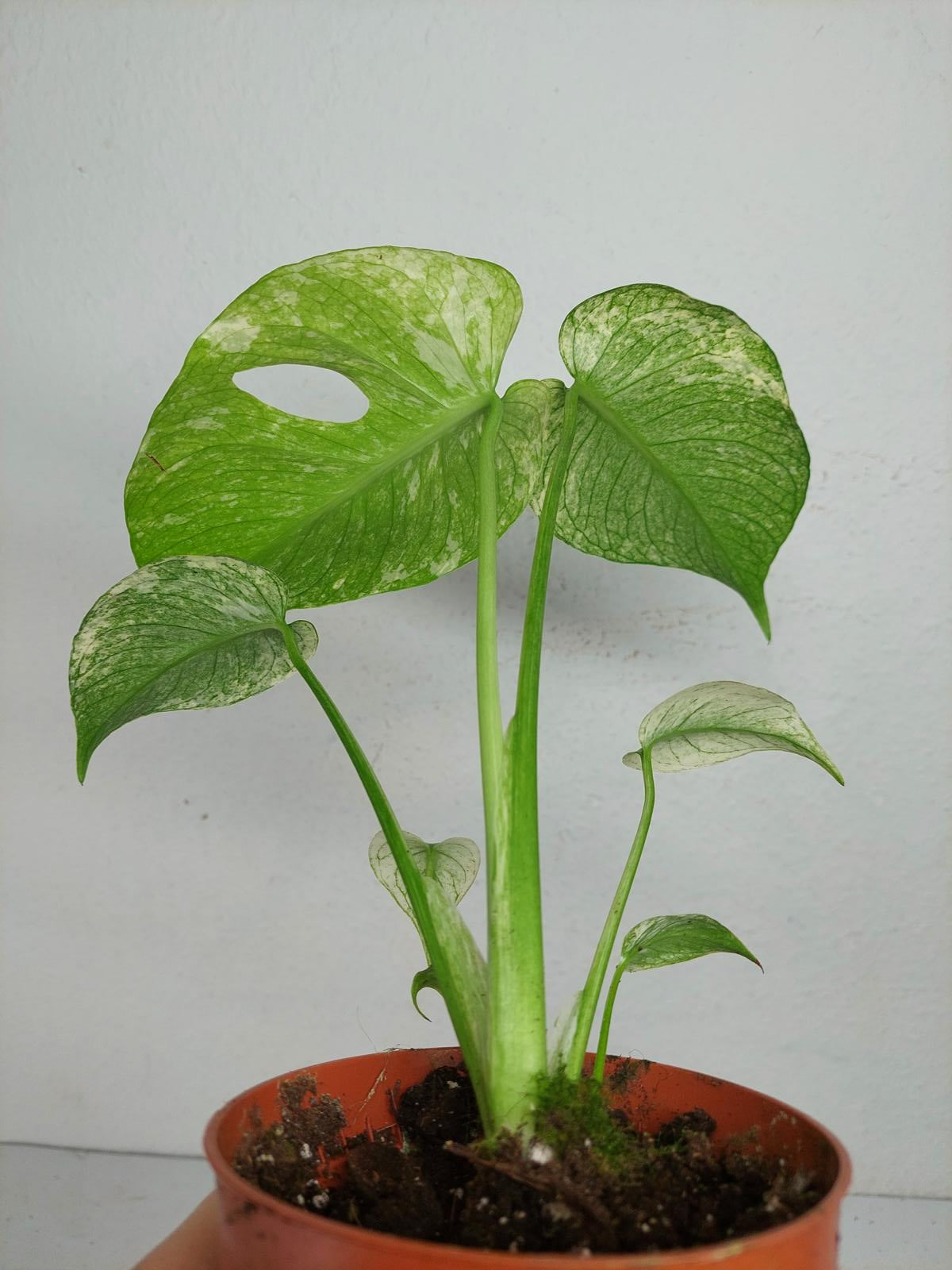 Monstera Mint