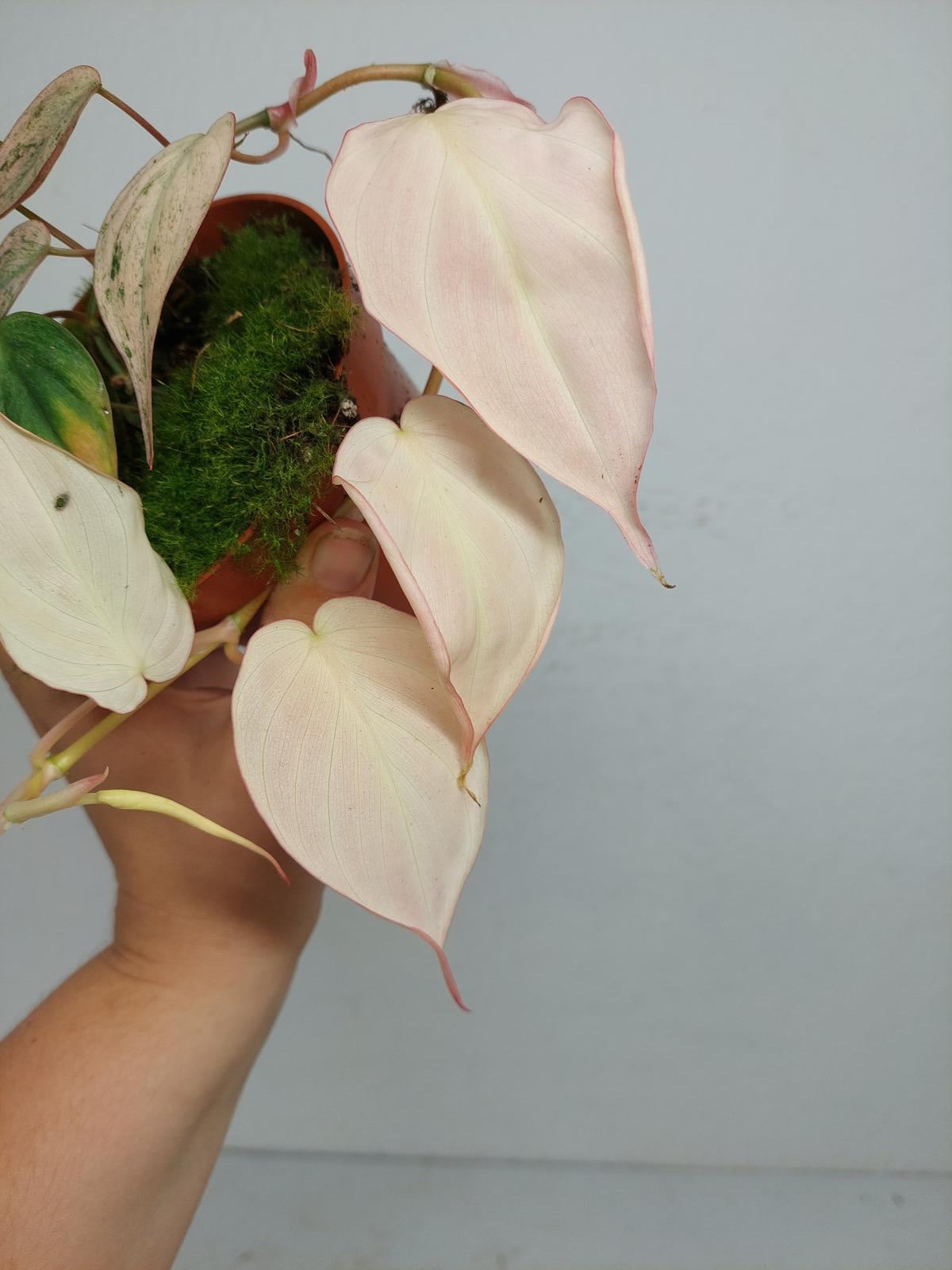 Philodendron Micans Pink Variegata
