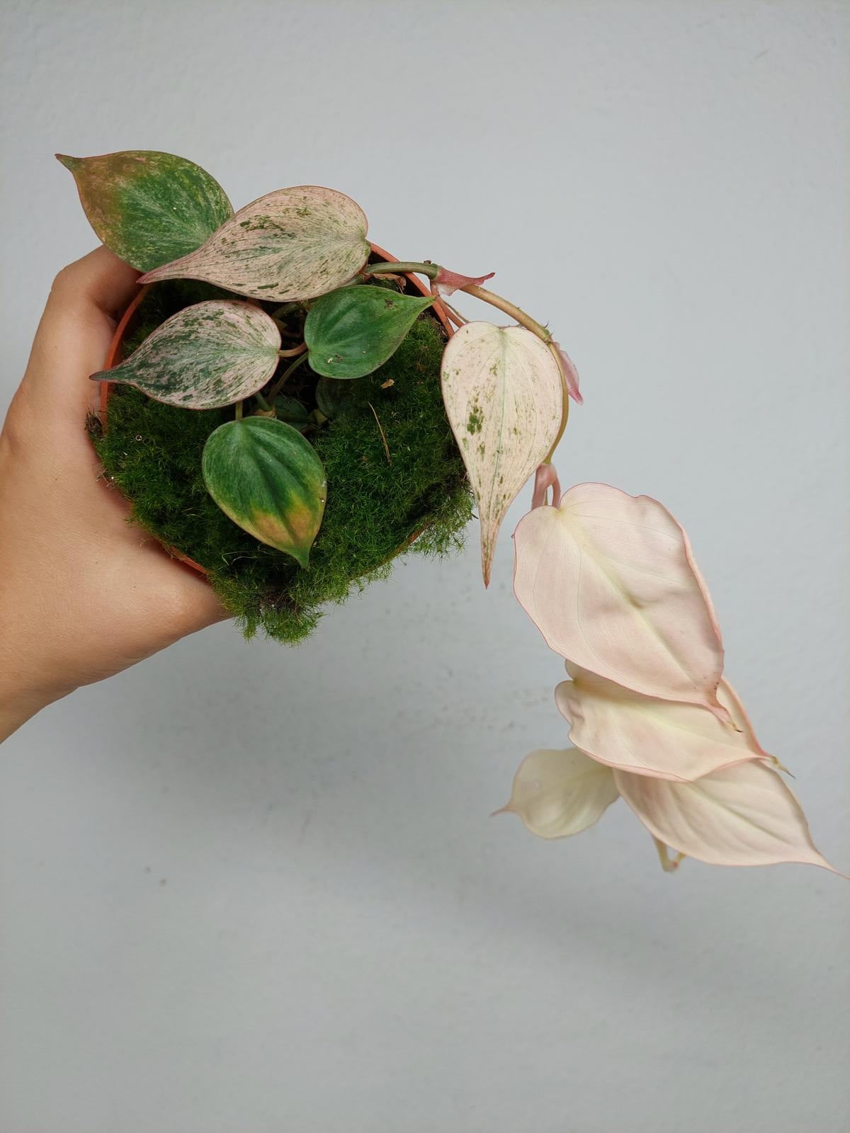Philodendron Micans Pink Variegata