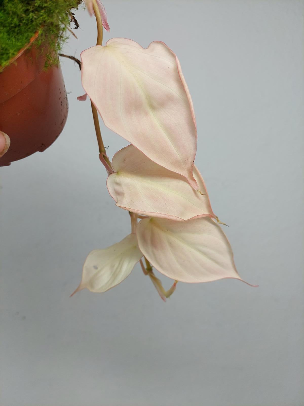 Philodendron Micans Pink Variegata