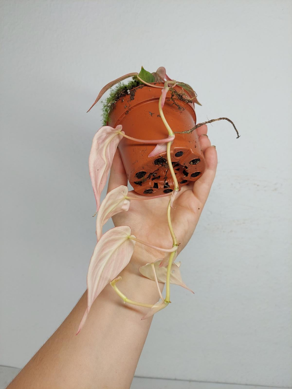 Philodendron Micans Pink Variegata