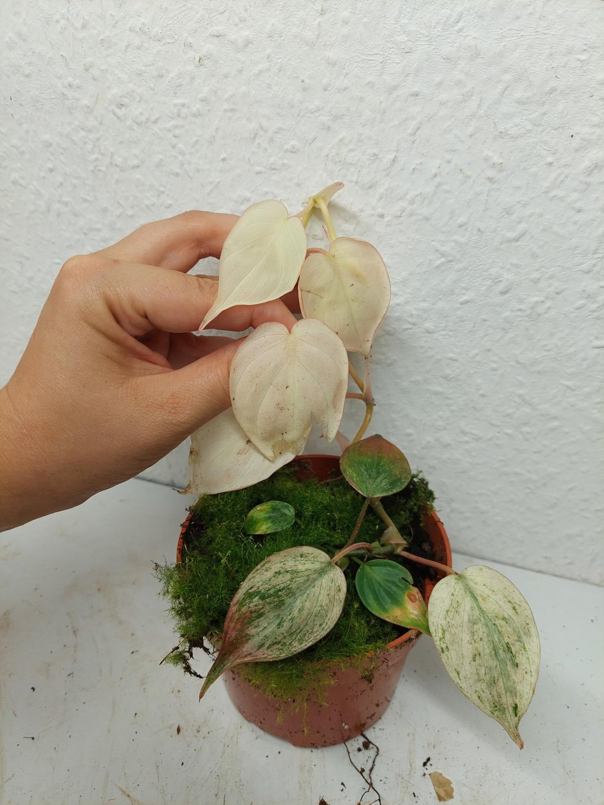 Philodendron Micans Pink Variegata