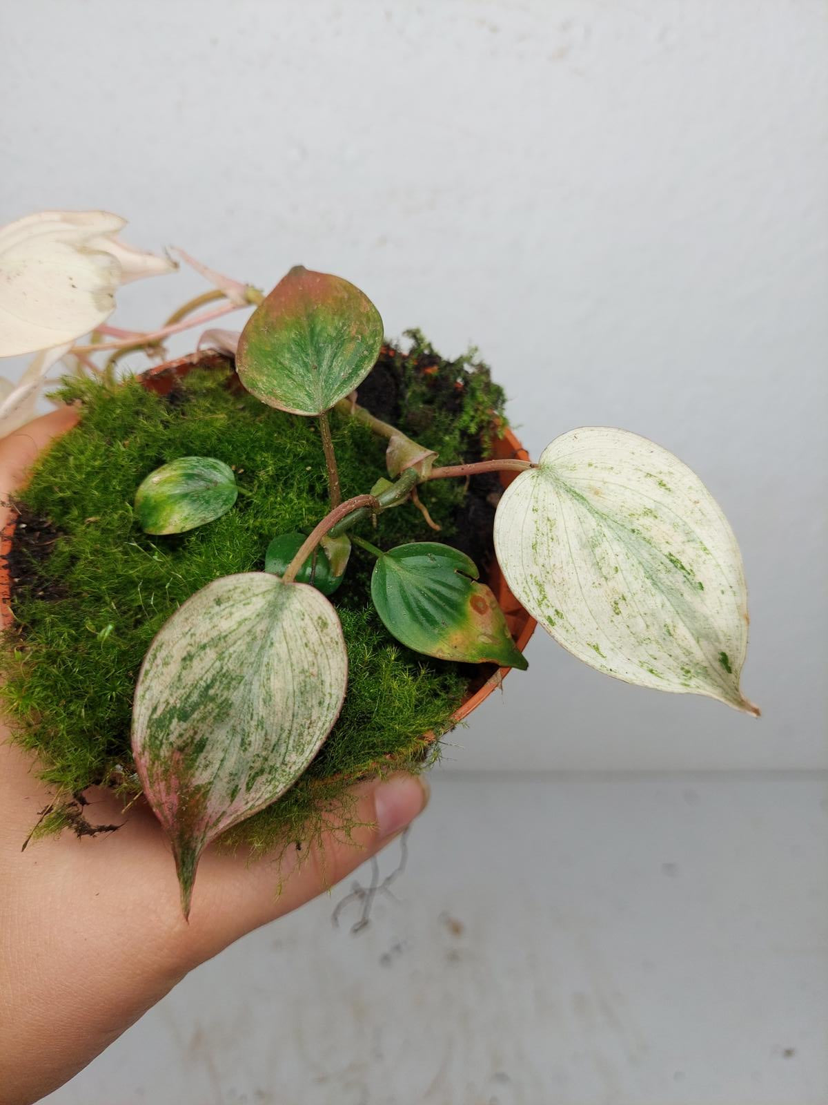 Philodendron Micans Pink Variegata