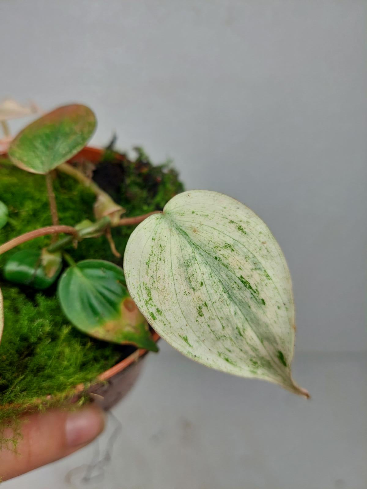 Philodendron Micans Pink Variegata