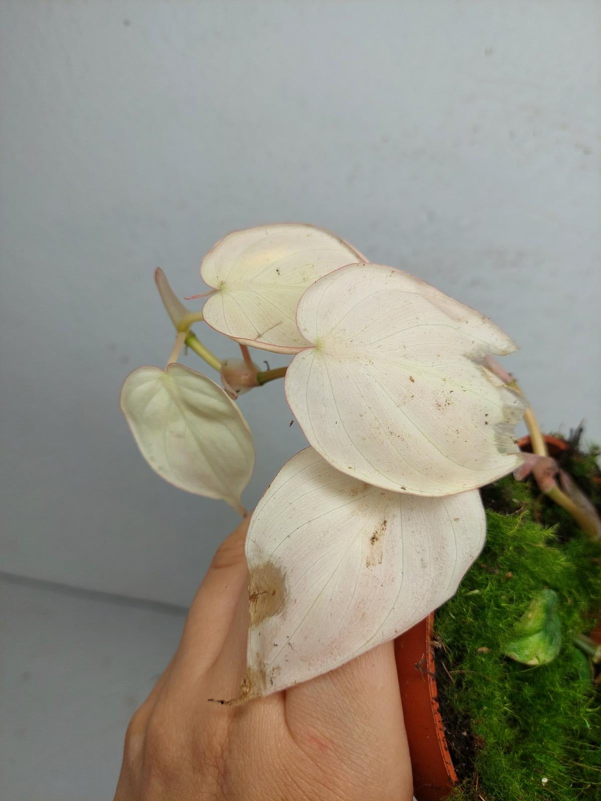 Philodendron Micans Pink Variegata