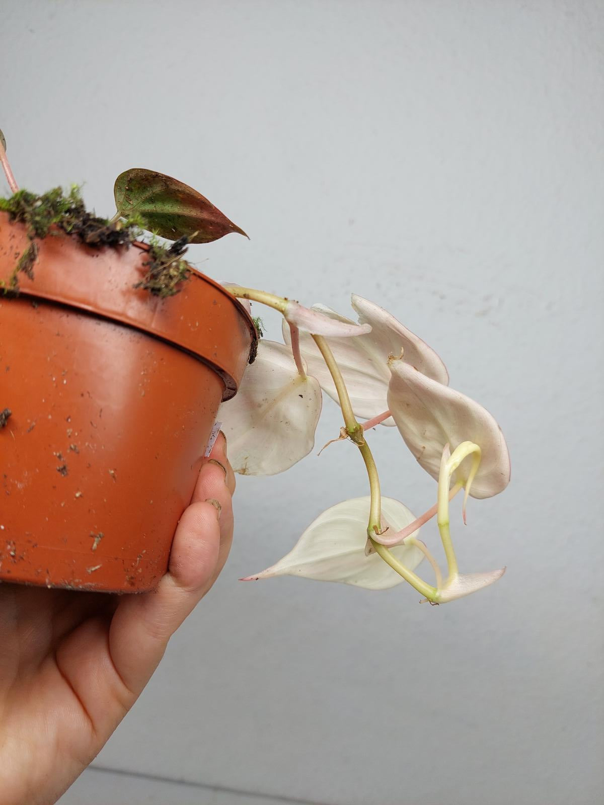 Philodendron Micans Pink Variegata