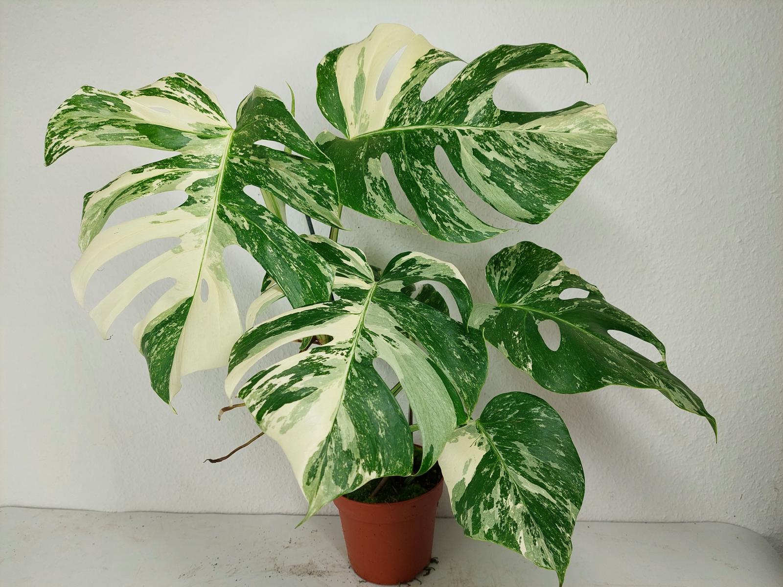 Monstera Variegata