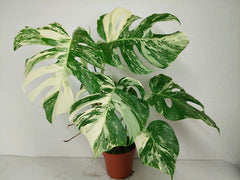 Monstera Variegata