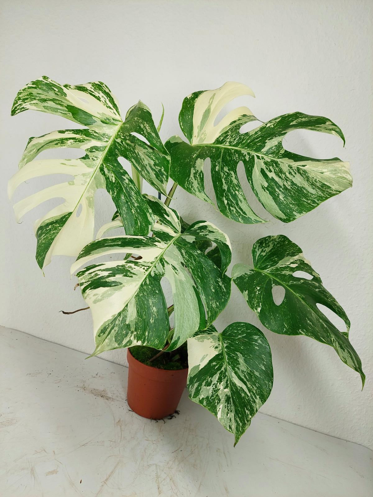 Monstera Variegata