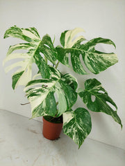 Monstera Variegata