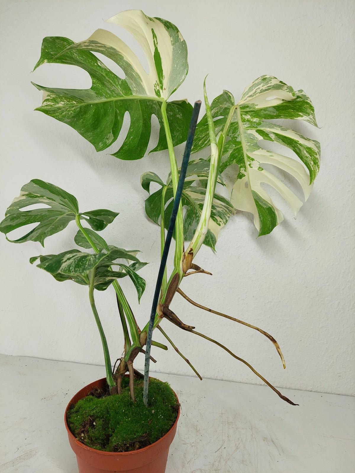 Monstera Variegata