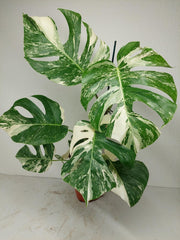 Monstera Variegata