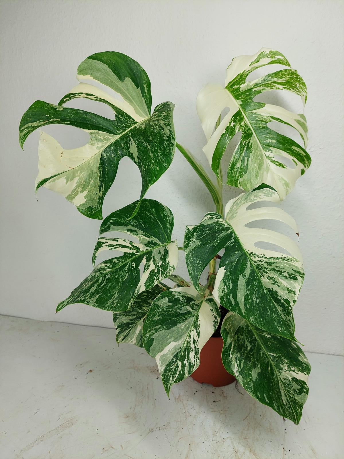 Monstera Variegata