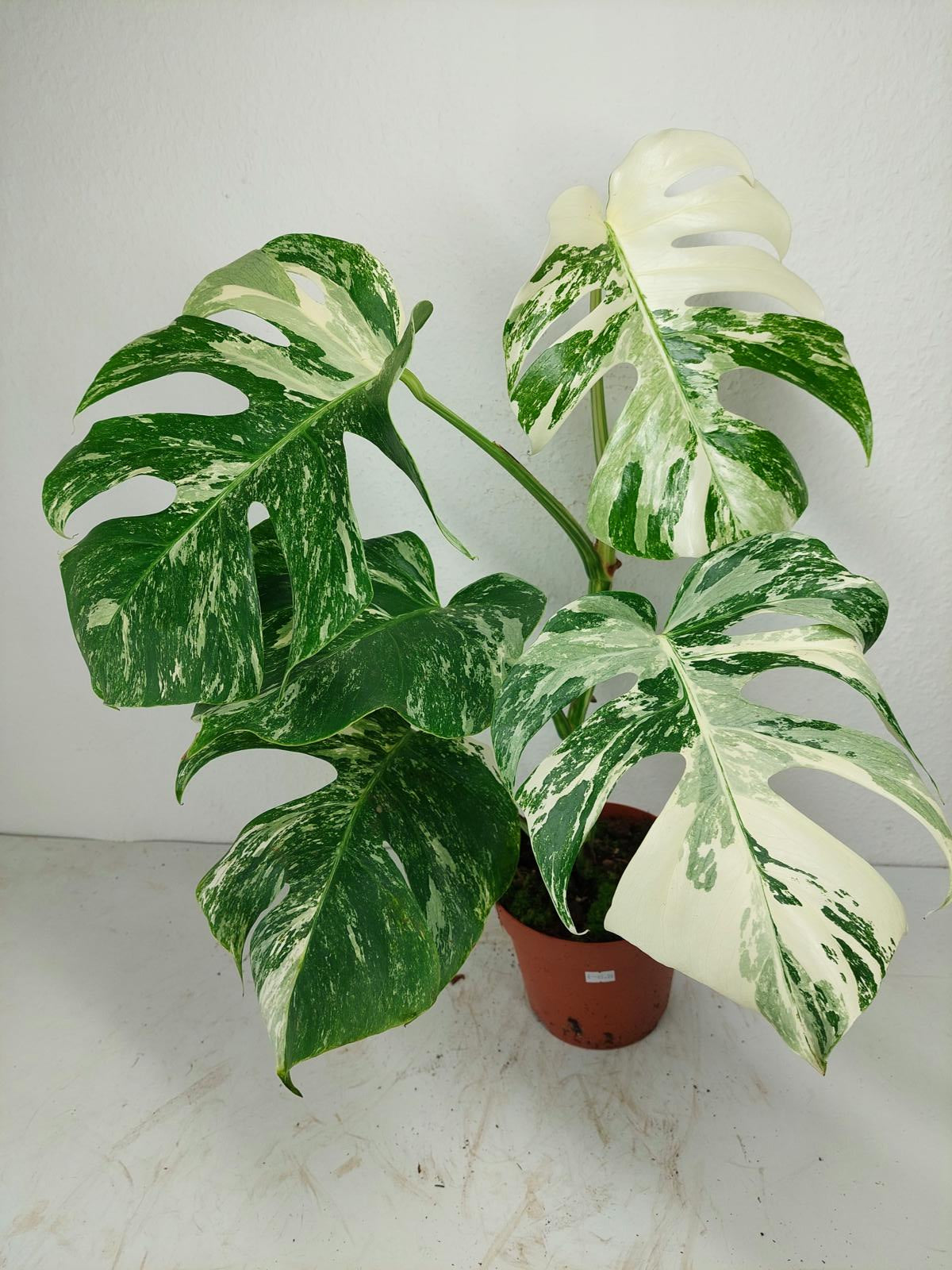 Monstera Variegata