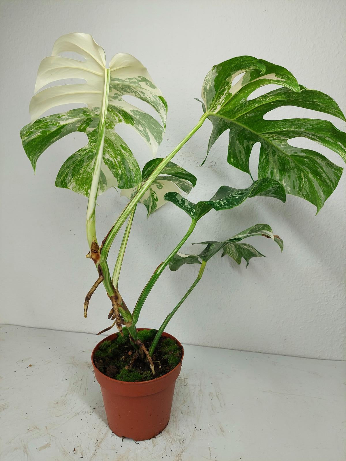 Monstera Variegata