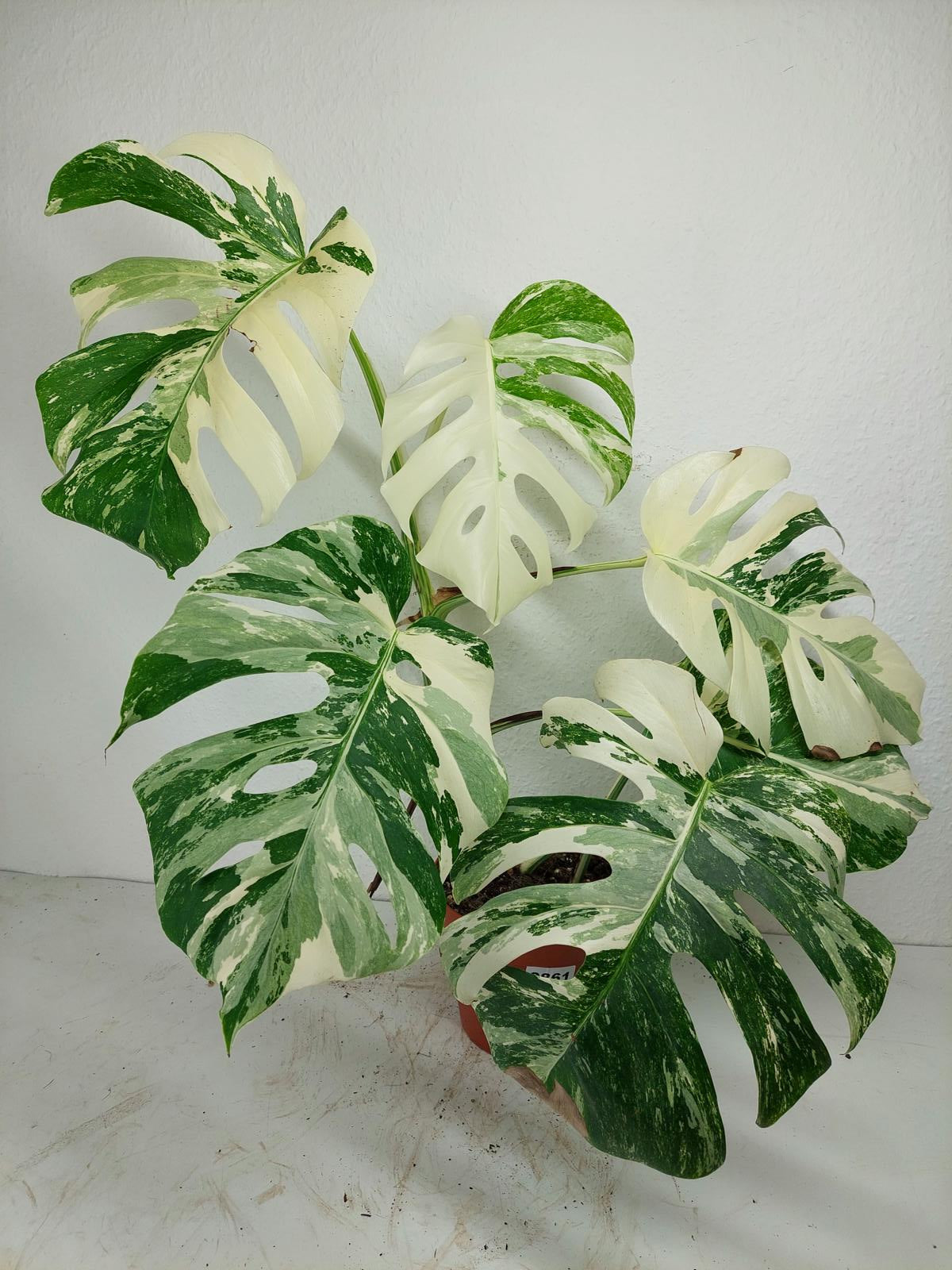 Monstera Variegata
