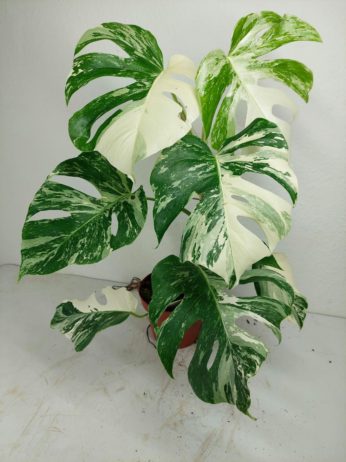 Monstera Variegata