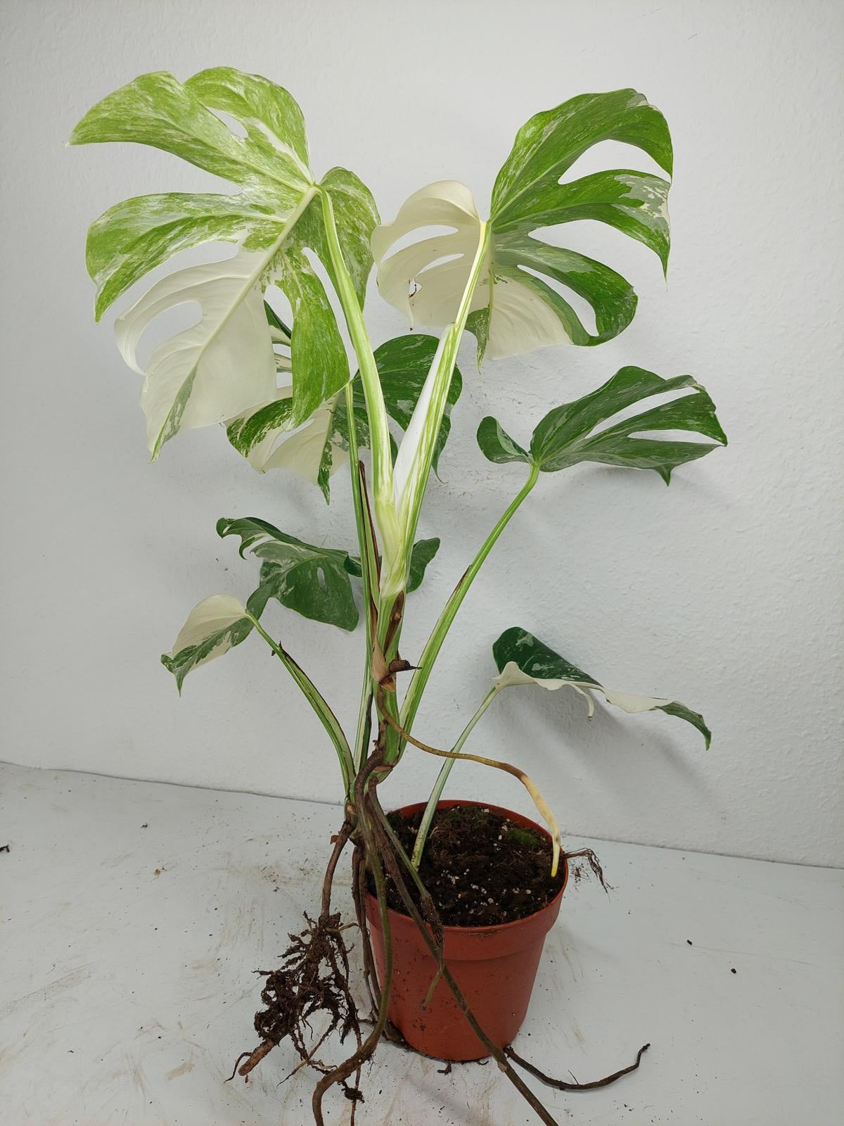 Monstera Variegata