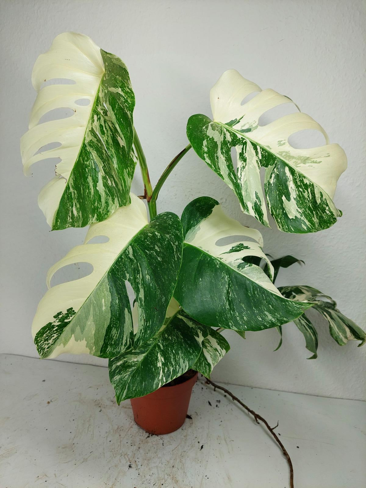 Monstera Variegata