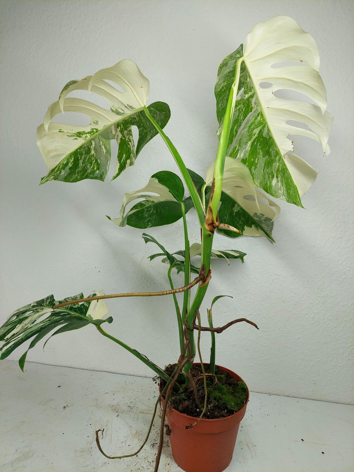 Monstera Variegata