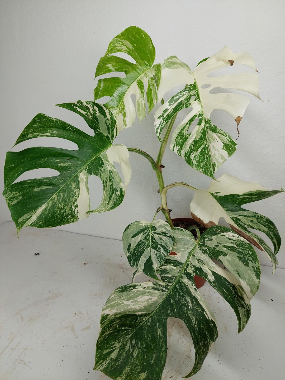 Monstera Variegata