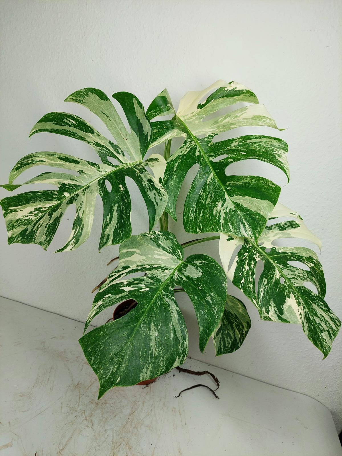 Monstera Variegata