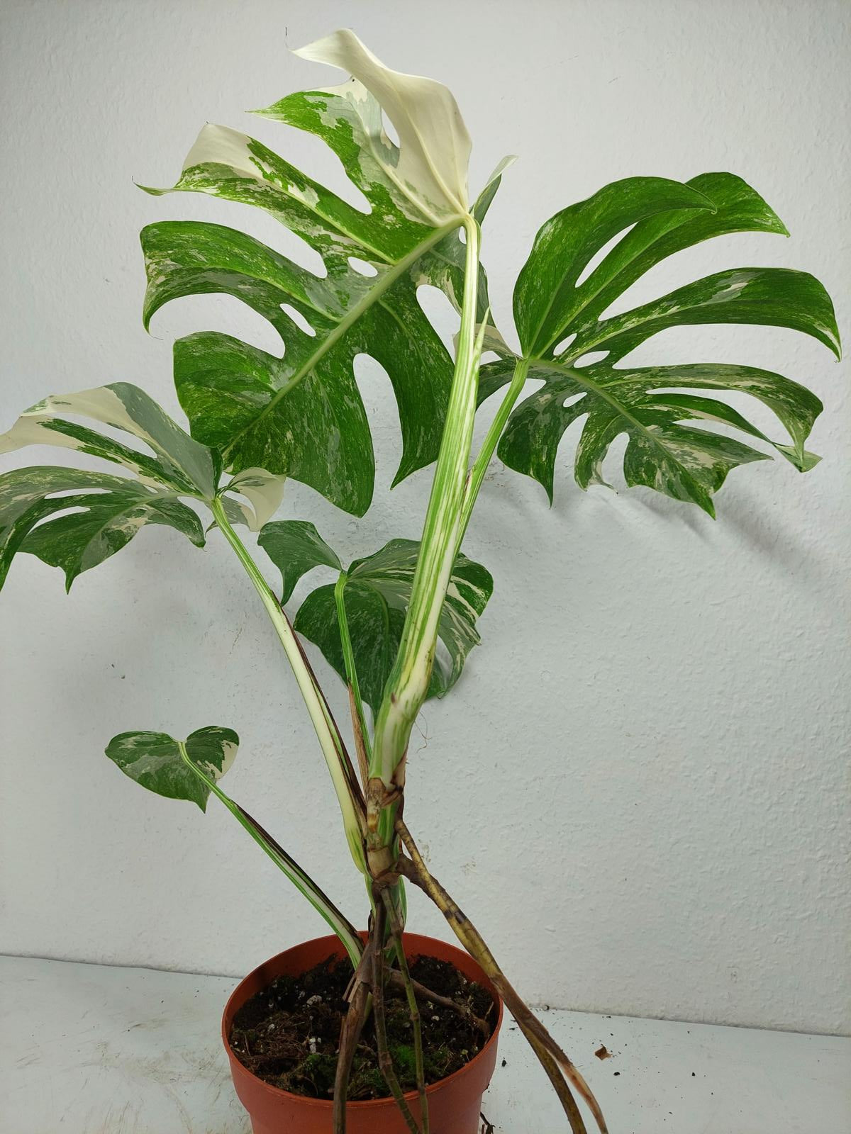 Monstera Variegata
