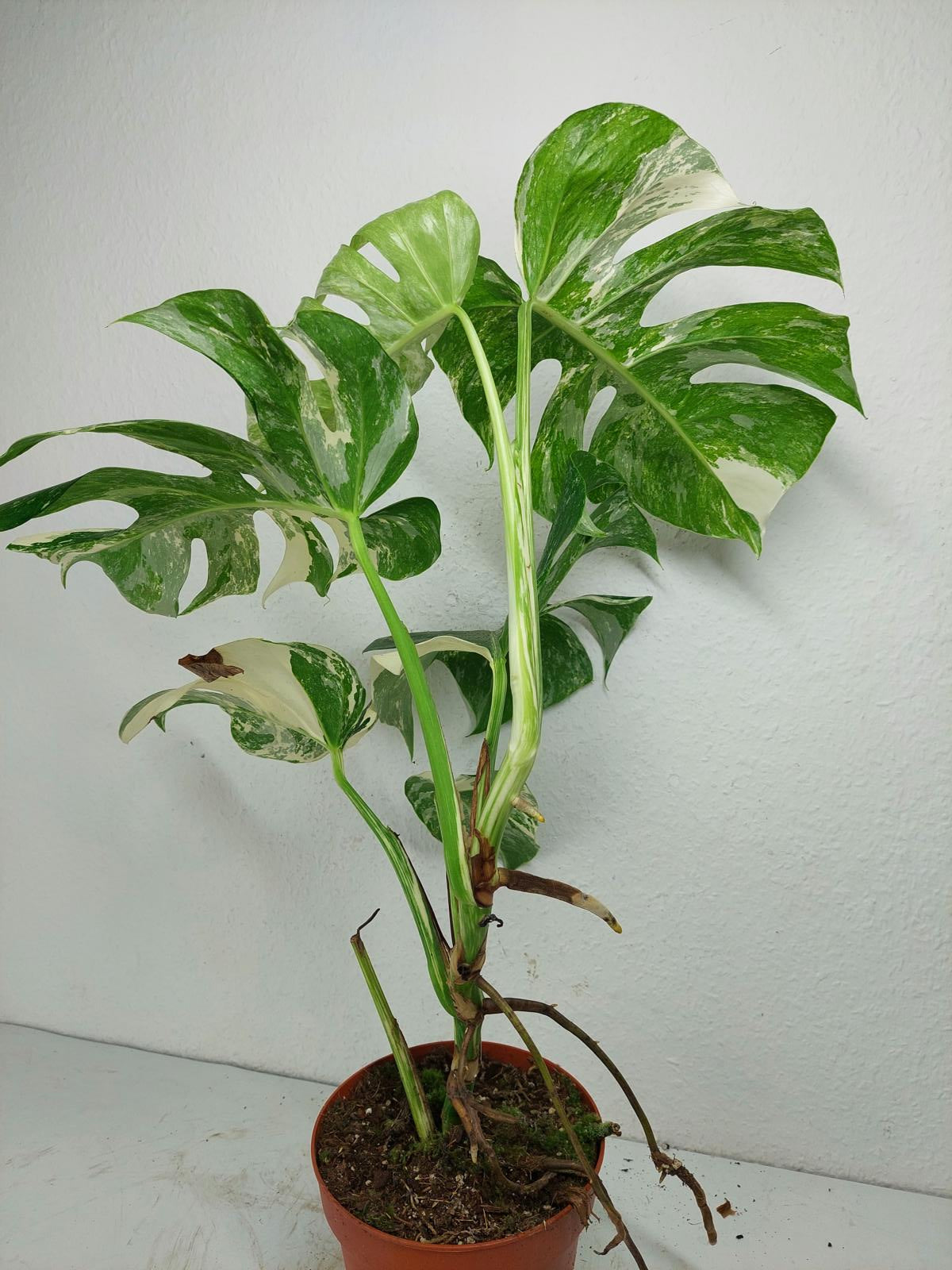 Monstera Variegata