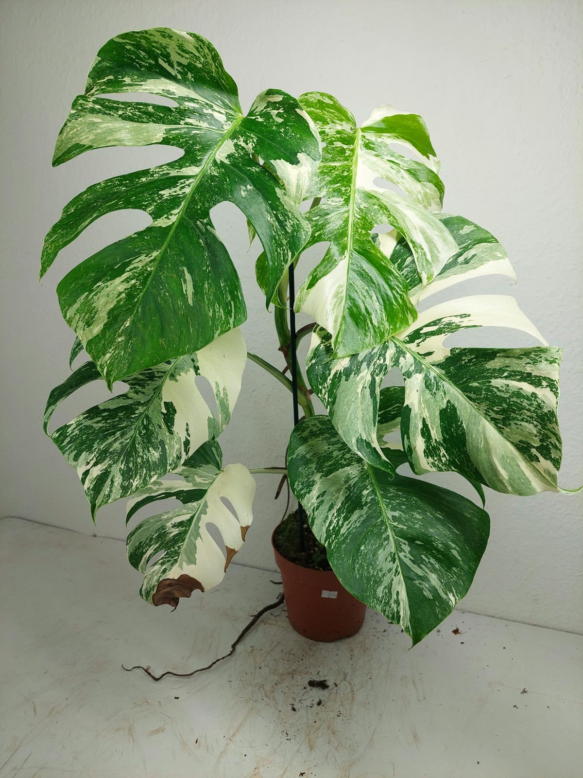 Monstera Variegata