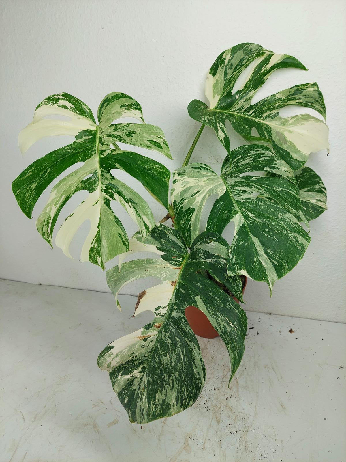 Monstera Variegata