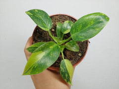 Sad Plants