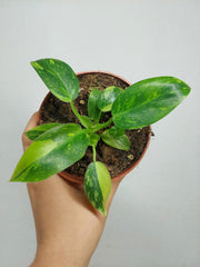 Sad Plants