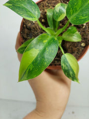 Sad Plants
